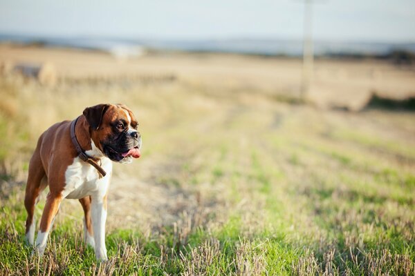 Auf dem Feld streckte der Hund seine Zunge aus