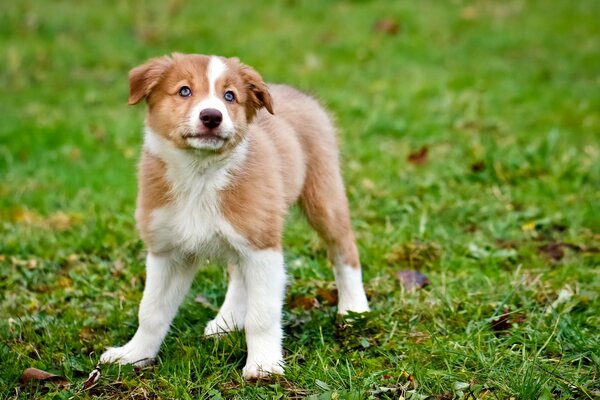 A puppy on a green lawn