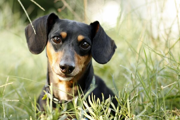 Look intelligent d un teckel mignon