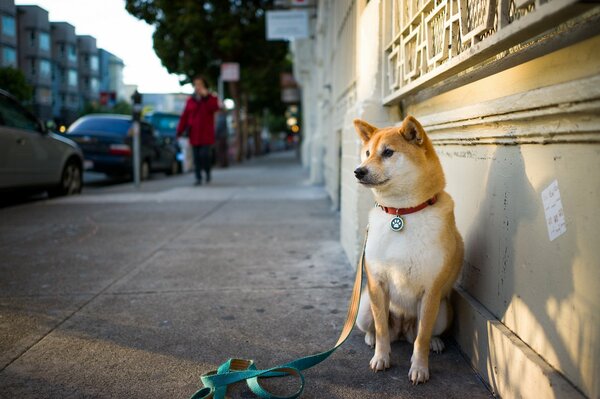 A dog with a leash is sitting waiting for the owner