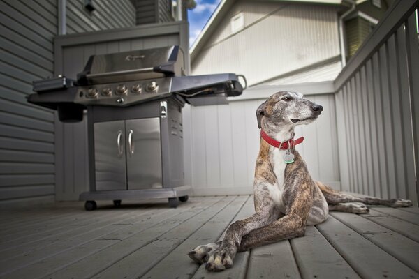 Chien gracieux dans un collier rouge