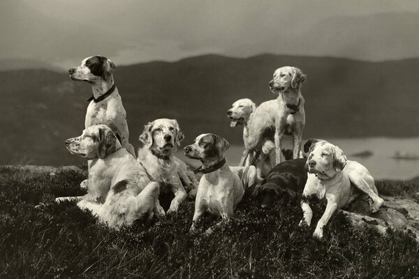 Los perros descansan en la hierba en la naturaleza