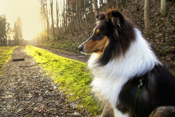 Morgenspaziergang mit einem treuen Freund