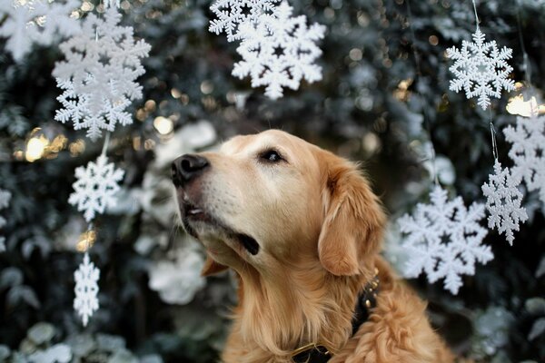 A dog on the background of artificial white snowflakes