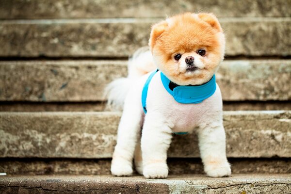 Simpatico cagnolino con colletto blu