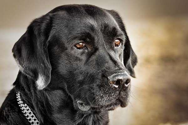 Chien brutal regardant au loin