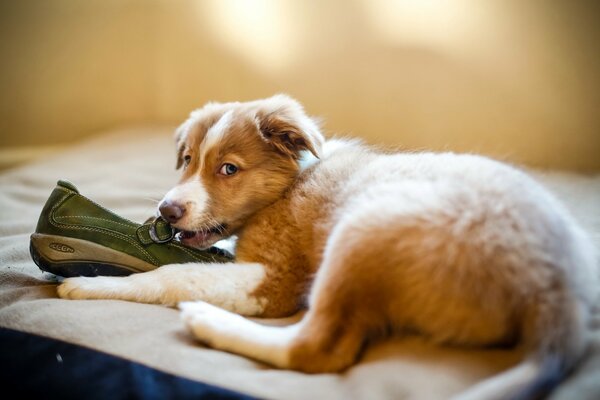 A puppy gnawing on a green shoe