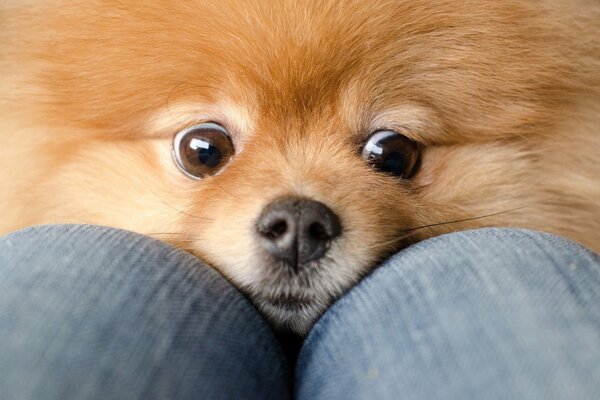 Red-haired pomeranian climbs on his knees