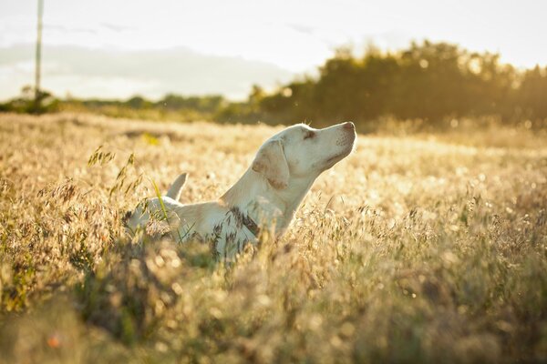 A labrador sits in a field illuminated by the sun