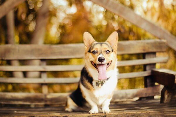 A small three-colored dog poses