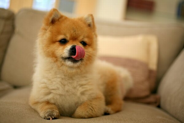 Akito puppy licks his muzzle