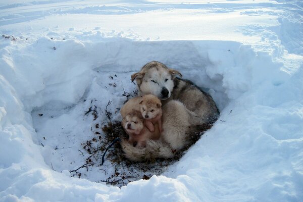 The heroine is a mother and her puppies