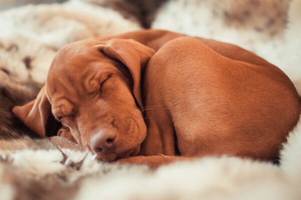 A red-haired dog sleeps on a sheet