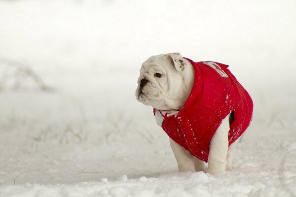 A white dog in a red jacket