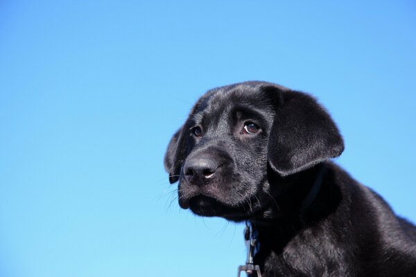 Cane nero con uno sguardo triste