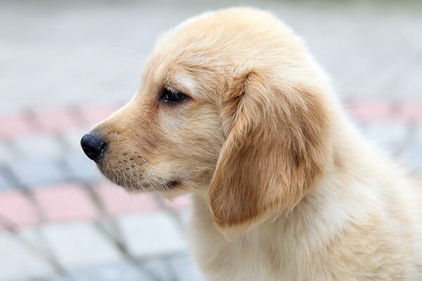 Photo d un chiot Retriever