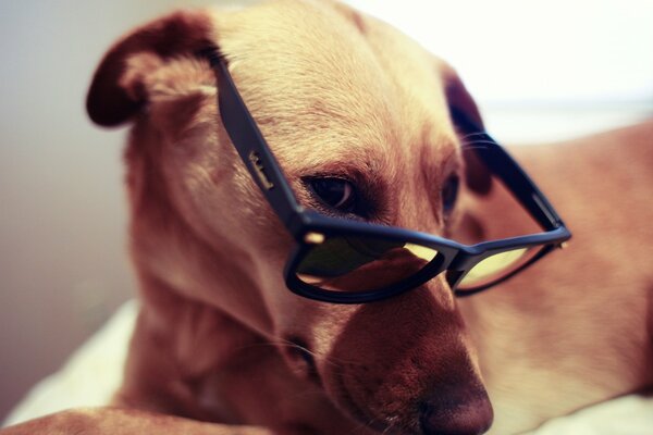 Regard rusé de chien à travers des lunettes