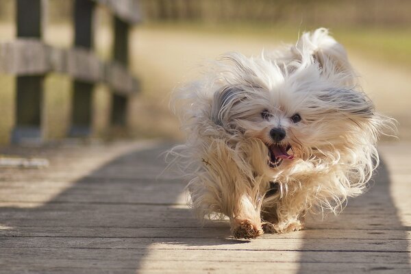 A shaggy cute dog runs across the bridge