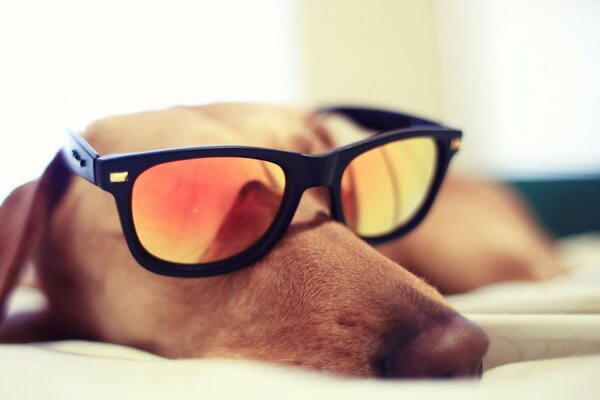 Cane bassotto che dorme con gli occhiali
