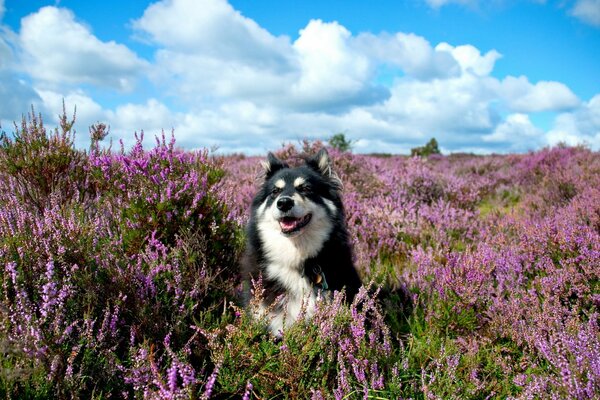 Cane che corre in lavanda in un prato