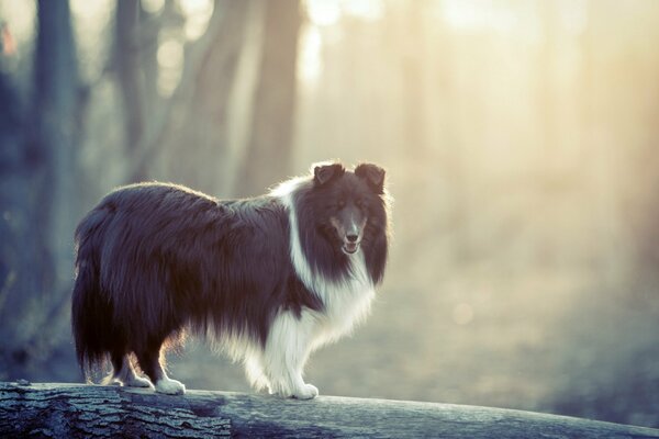 Hund posiert bei einem Spaziergang im Wald