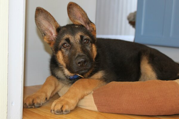 German Shepherd puppy with erect ears