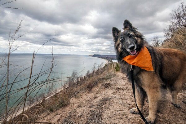 Dog with a leash by the lake