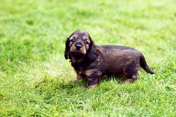 Cucciolo sull erba verde. Bel cane