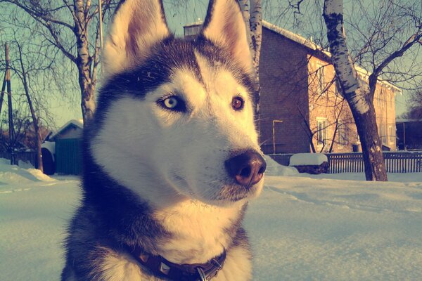 Carino Husky nel giardino d inverno