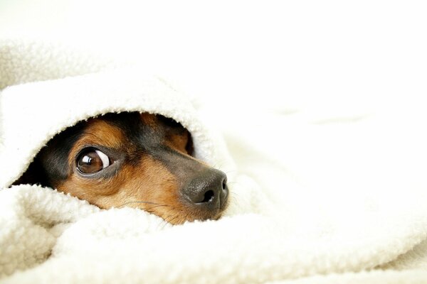 The dog snugly peeks out from under a white blanket