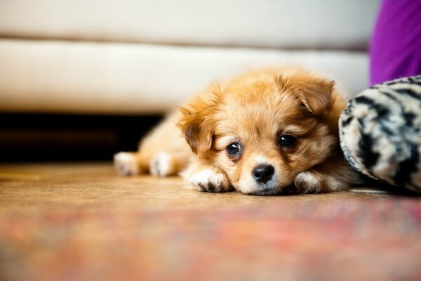 La triste mirada de un perro pequeño