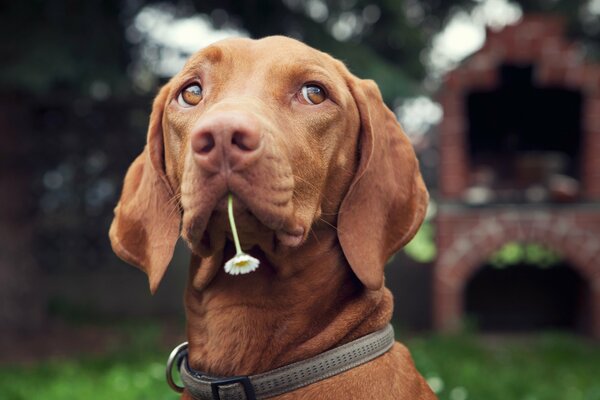Ritratto di un cane con un fiore