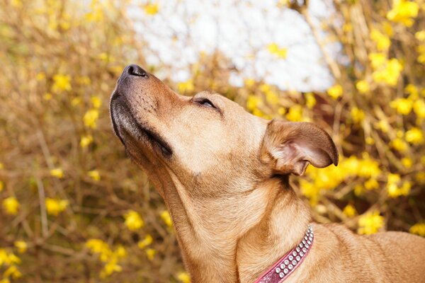 Der Hund im Halsband wird vom Wind geblasen