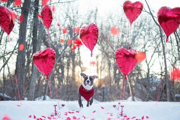 A holiday for a dog with balls of hearts