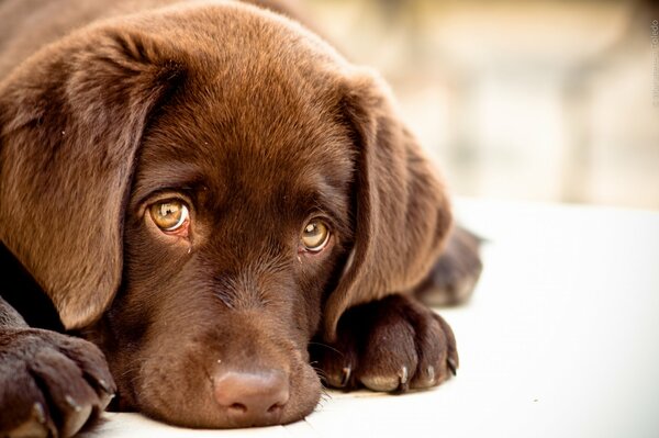 Mariyaterescha Toledo the dog is lying