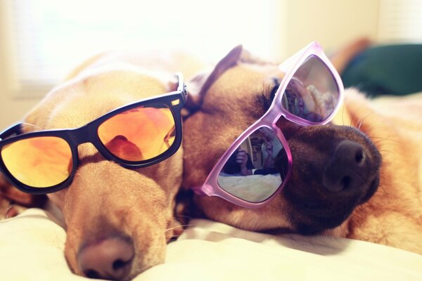 Dos perros adultos descansando en gafas
