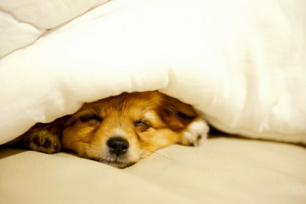 The little dog decided to rest under a blanket