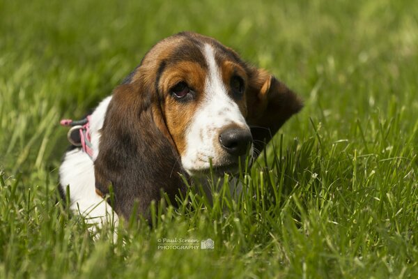 Basset Hound sdraiato sull erba