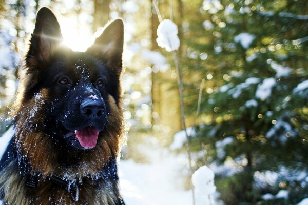 The devoted gaze of a best friend