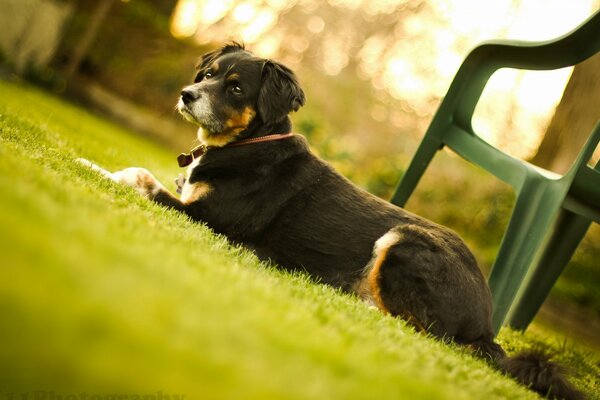 Kleiner Hund. Freund des Menschen