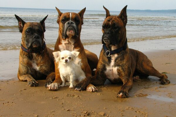 Three dogs guard a small chihuahua