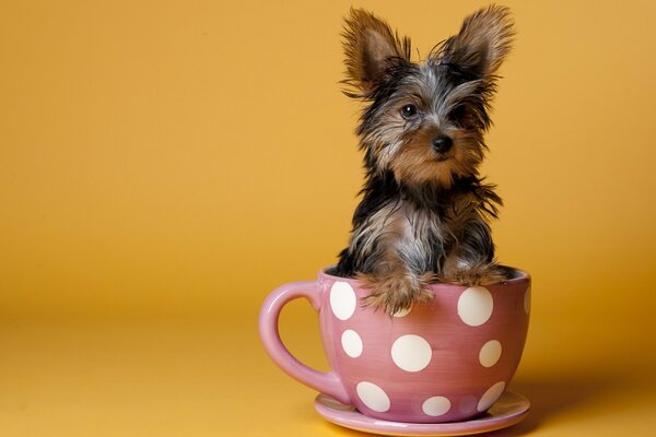A little dog in a pink cup