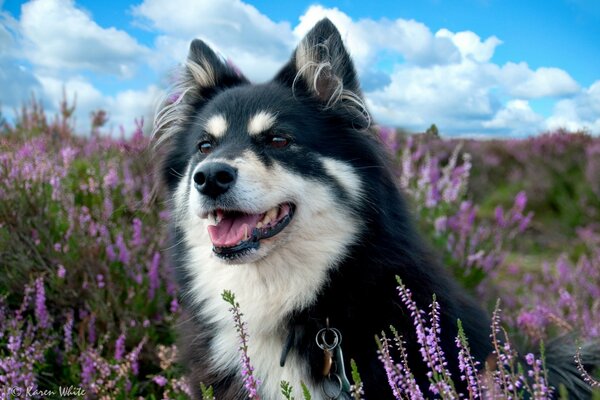 Hund in einem Feld inmitten eines Lavendelfeldes
