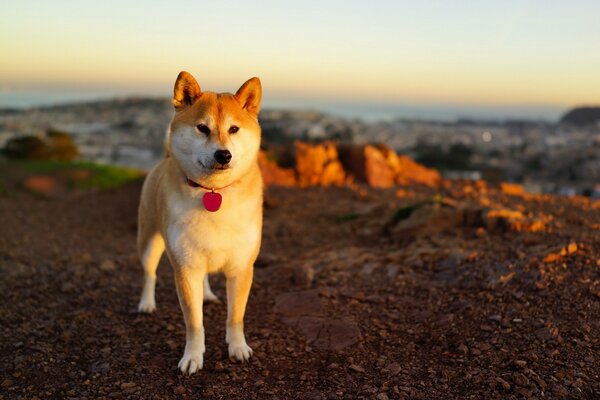 Beau chien au coucher du soleil
