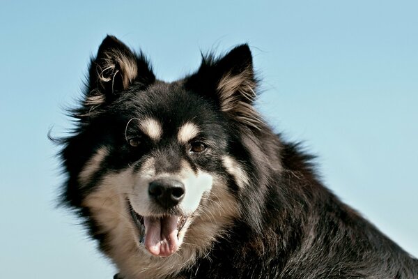 Cane in bianco e nero in posa per un ritratto