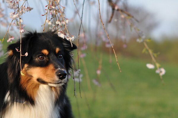 Foto de un perro bajo un árbol