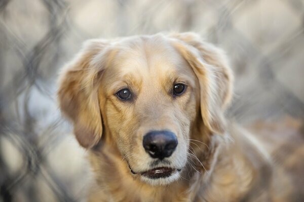 The piercing gaze of a fluffy dog