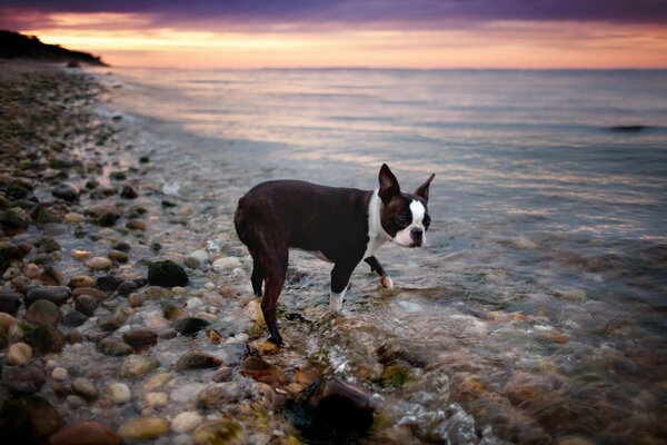 Bouledogue français marche près de la mer