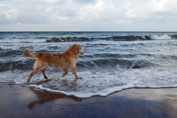 El aire del mar atrajo al perro