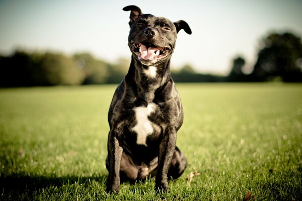 Smiling Staffordshire bull terrier sitting on the grass